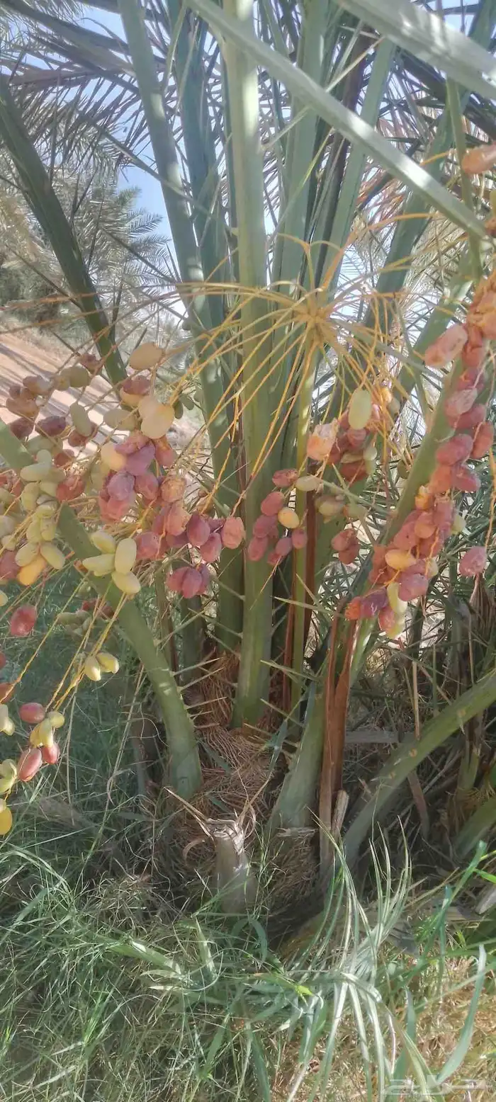 نخيل فراخه نخل للبيع 1