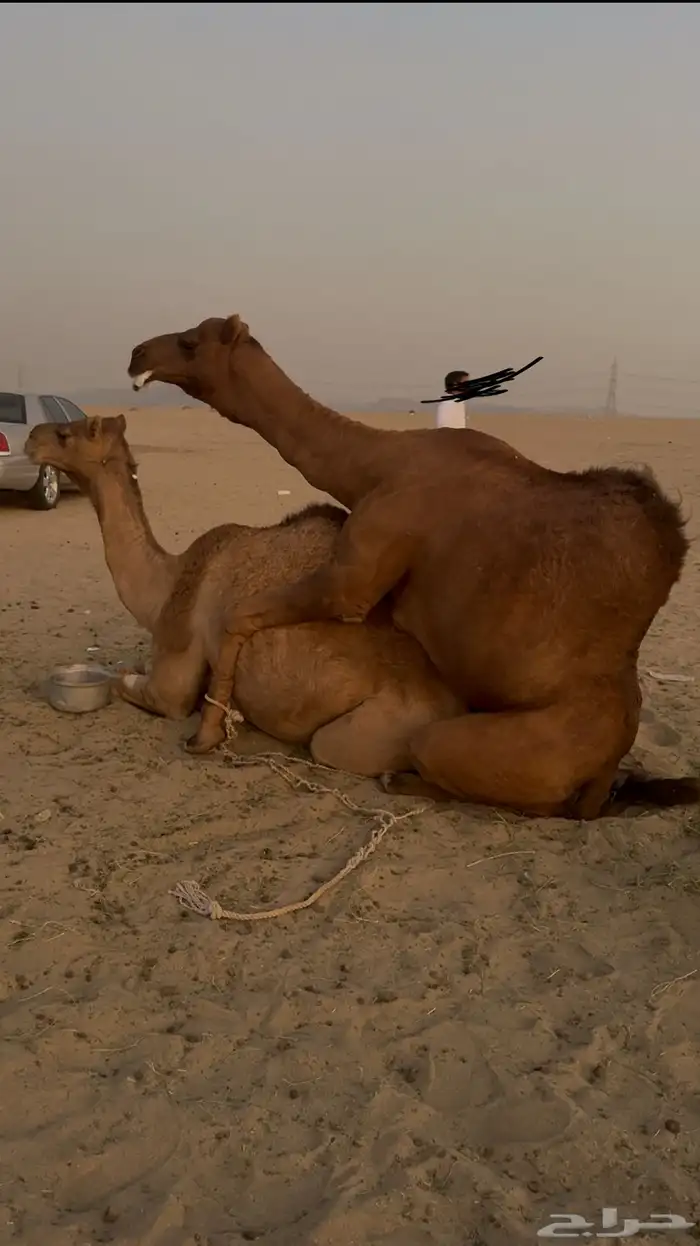 فحل ساحلي ثني 3