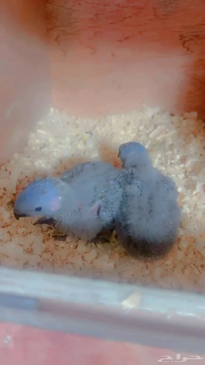 فروخ لوري رمبو 0