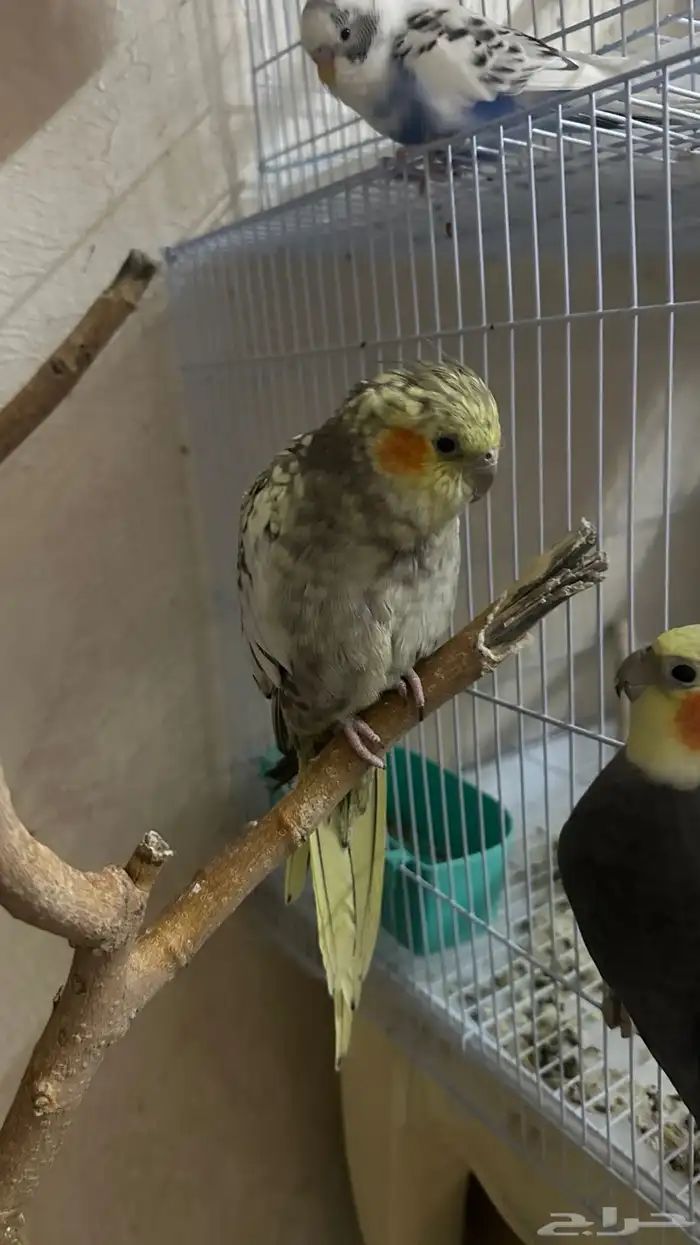 طيور كروان وروز للبيع مع القفص 7
