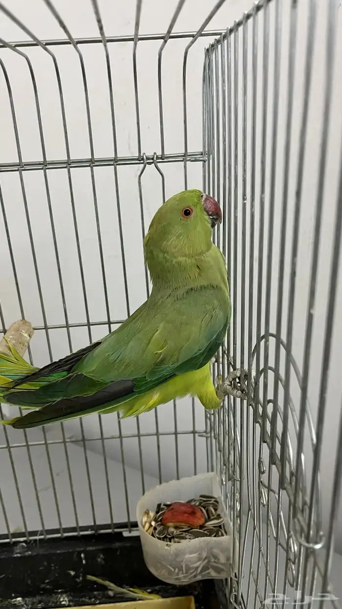 ببغاء الدرة 1