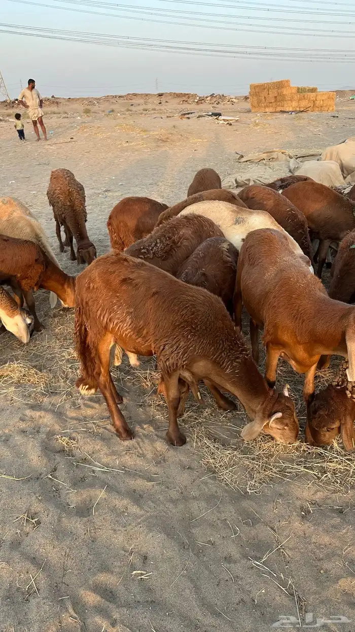 طليان سواكني تربيه 3