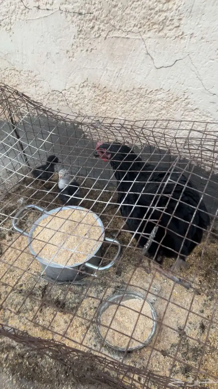 دجاج بياض بلدي 0