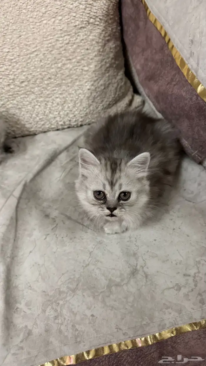 قطتين شيرازي أمريكي عمر شهر ونص ب 250 ريال 4