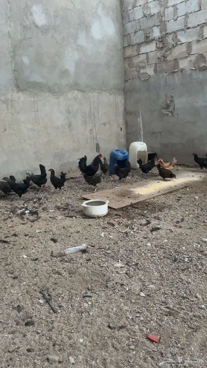 دجاج بياض بلدي 1