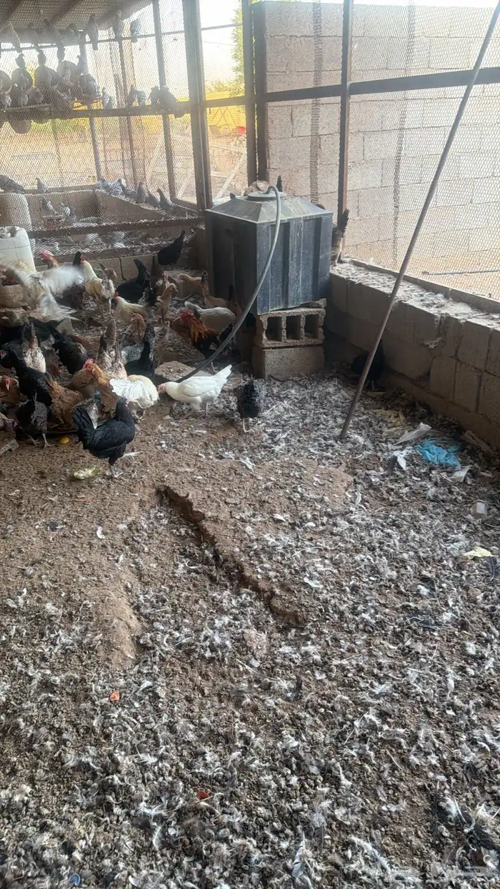 دجاج بلدي بياض للبيع 0