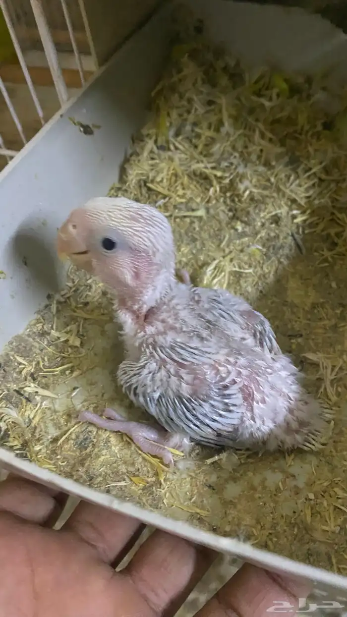 فرخ روز غر 0