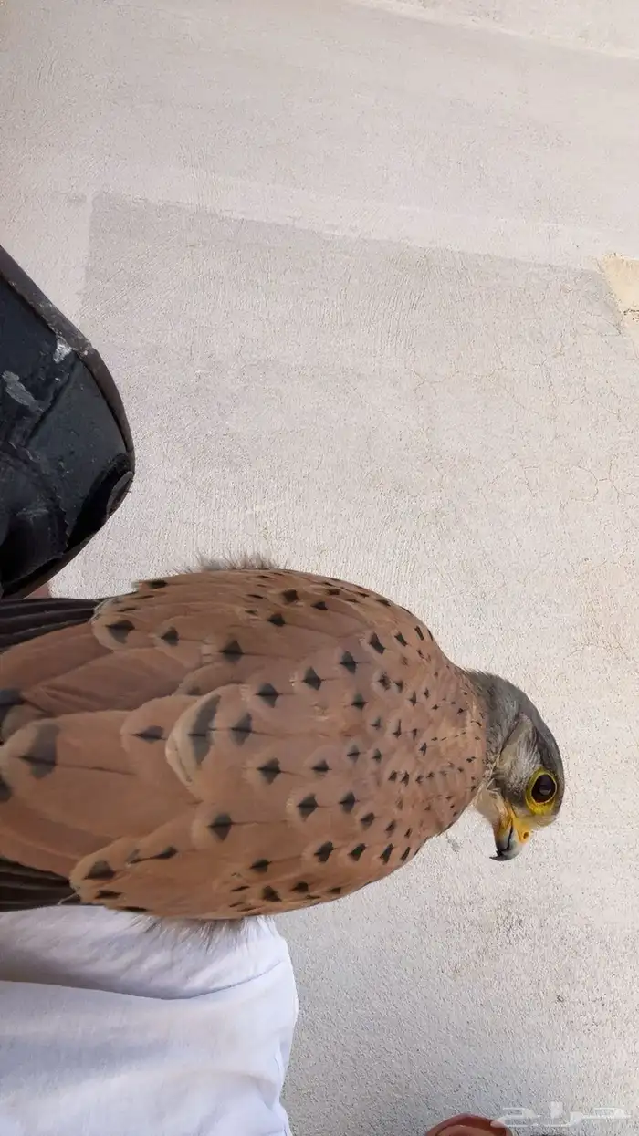 ماشاءالله تبارك الرحمن بأشق رصاصي مقصور 3