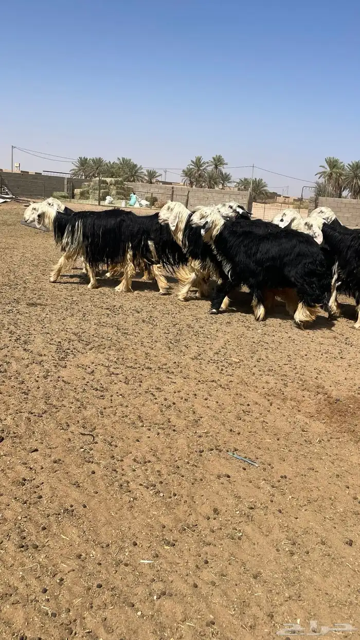 مراح نجد صنف 13