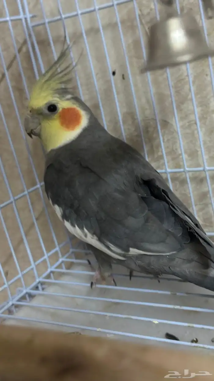 طيور كروان وروز للبيع مع القفص 4