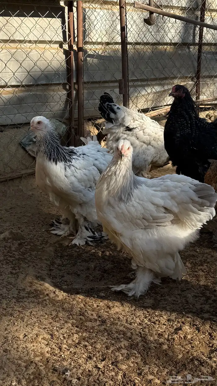 دجاج براهما 2