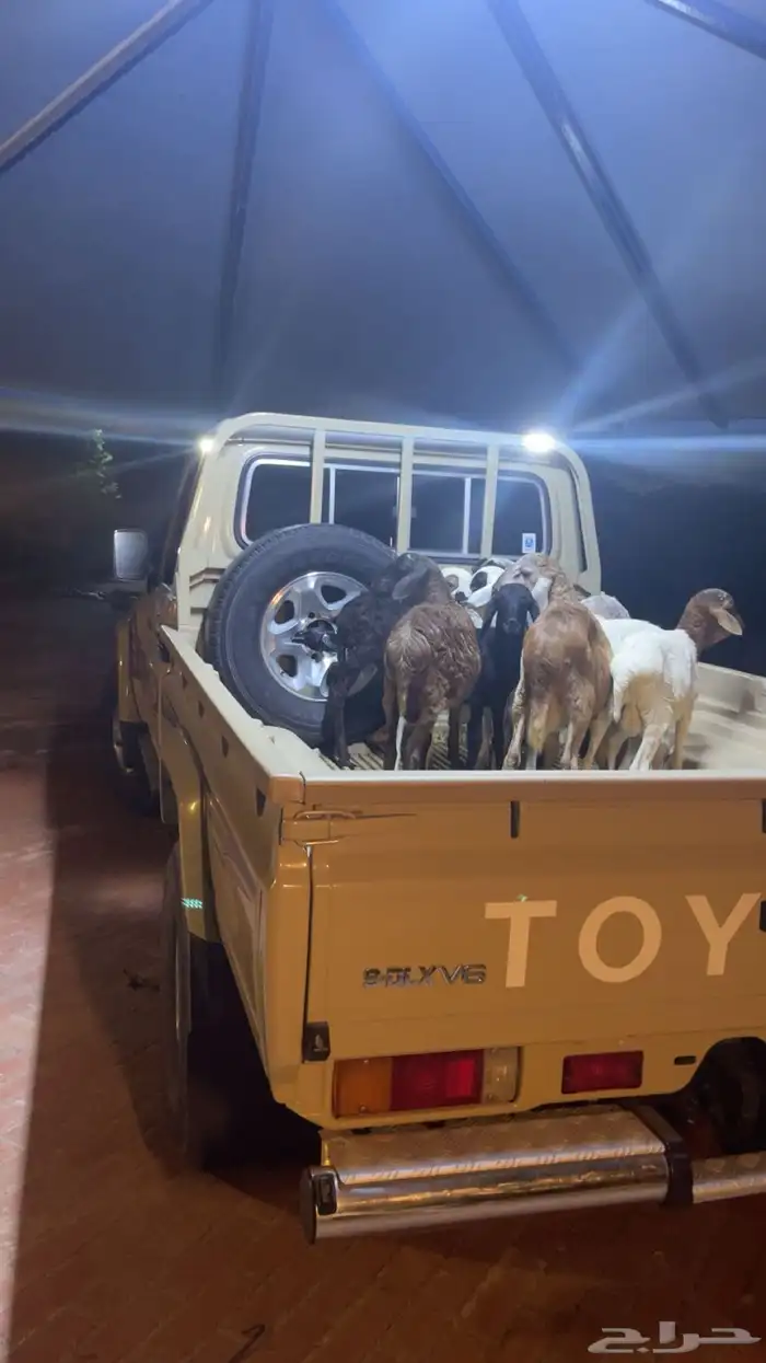 للبيع خرفان تيوس العمر 5شهور لبانيه 4