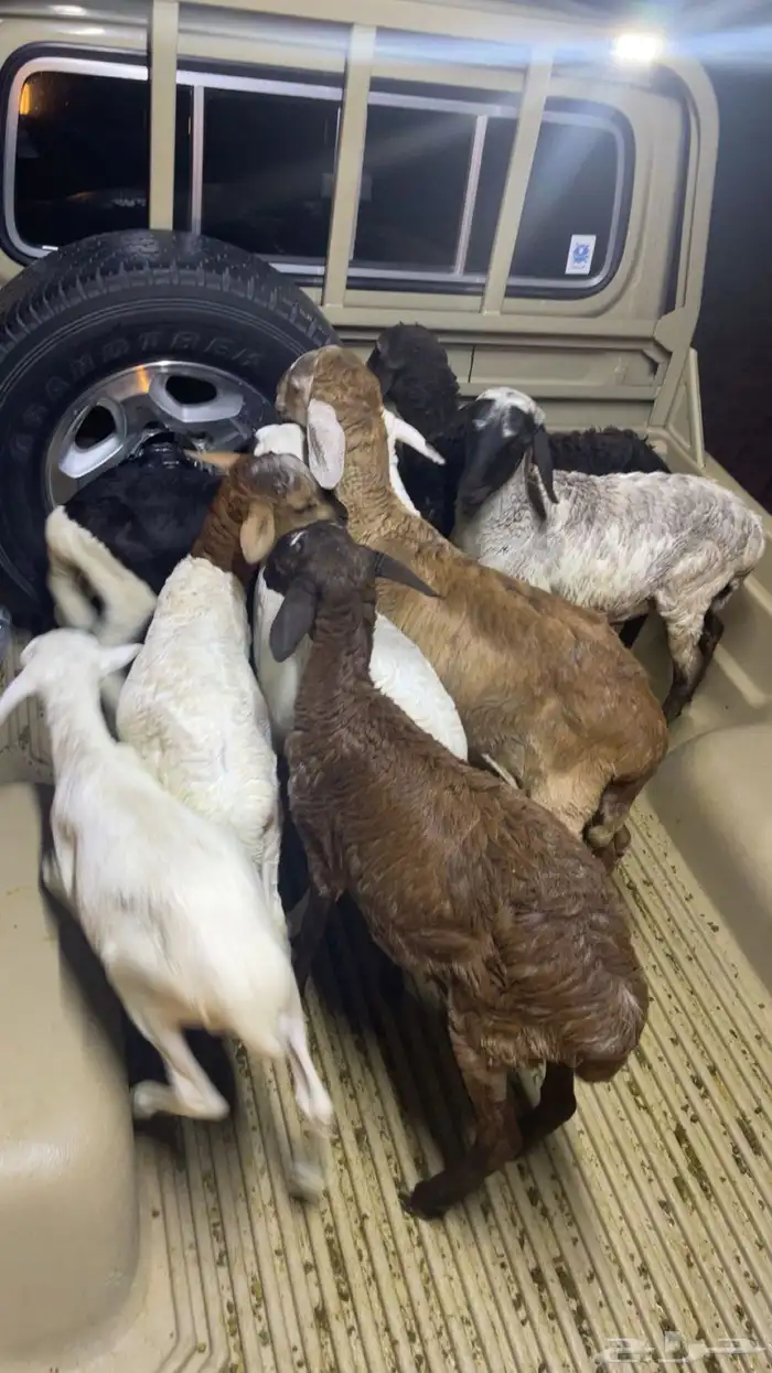 للبيع خرفان تيوس العمر 5شهور لبانيه 1