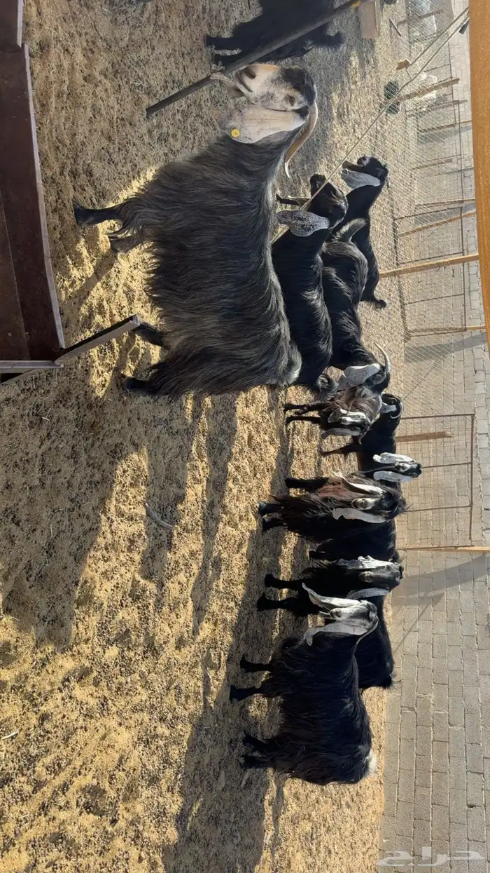 معزى عوارض طيبه بفحلها 1