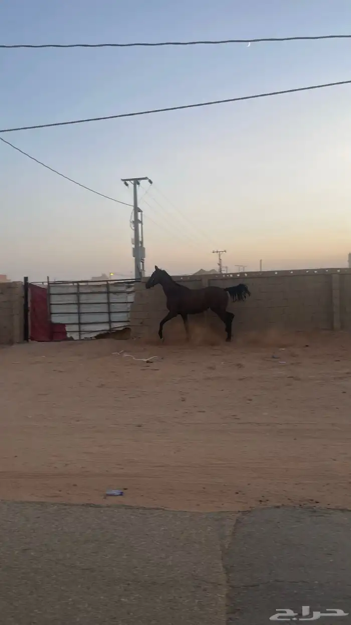 للبيع حصان او للبدل الناقة أو قعود او بكرة 3