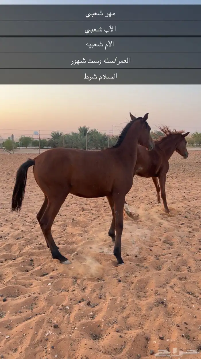 امهر للبيع جمله 0