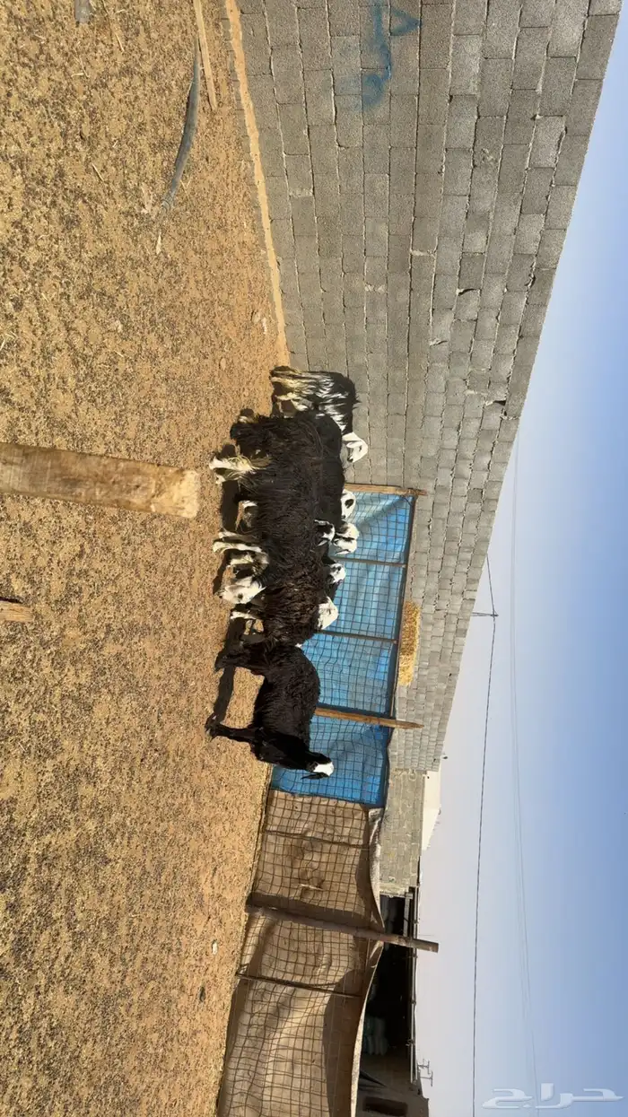 غنم دفيع ومقرعه 2