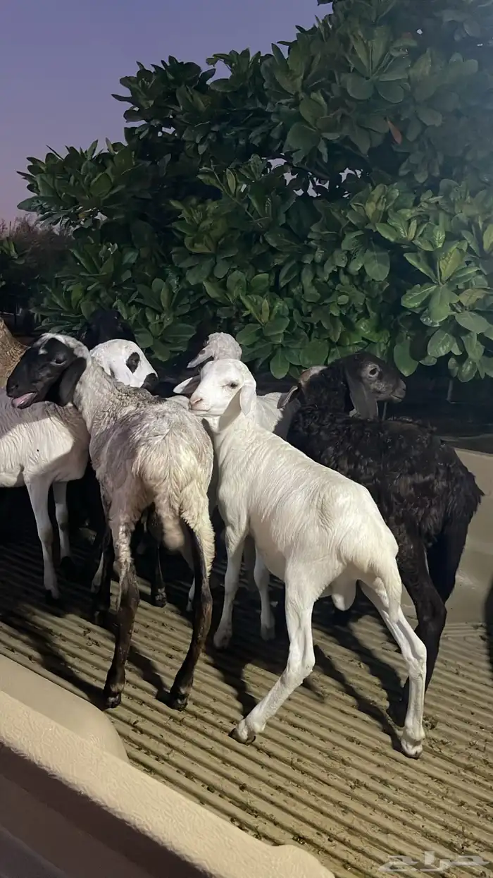 للبيع خرفان تيوس العمر 5شهور لبانيه 2