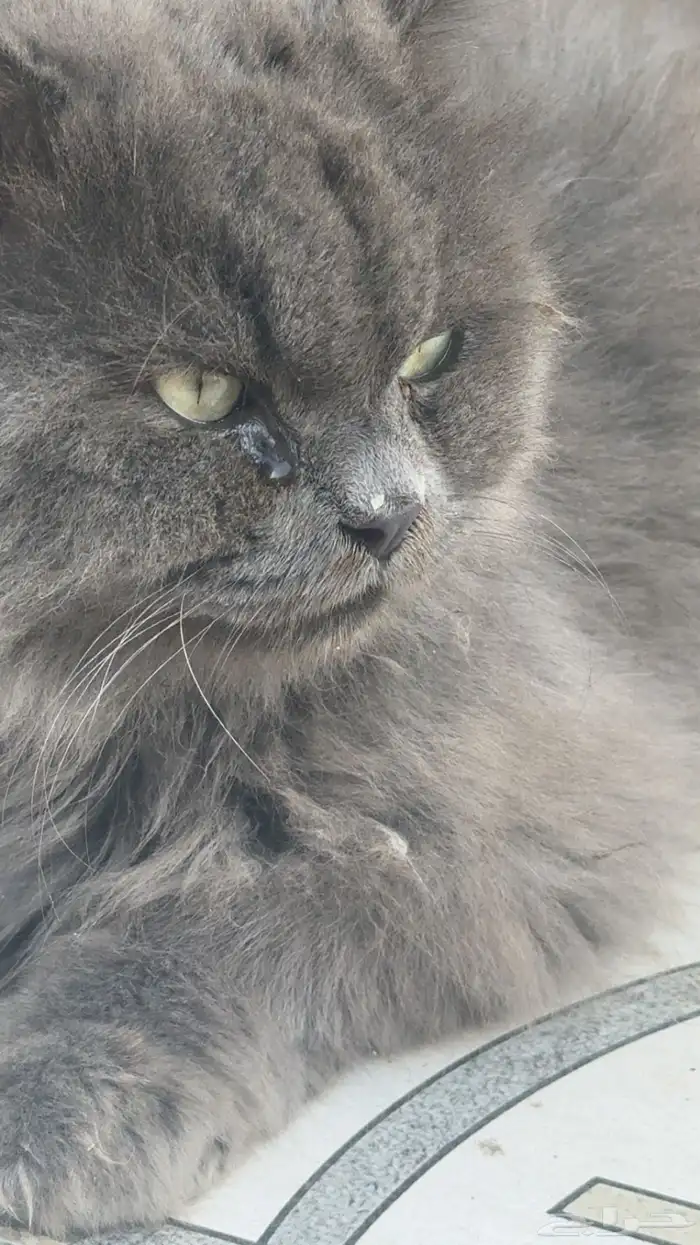 بسة شيرازي للتبني يحتاج لها شوية اهتمام فقط   نظيفة 0