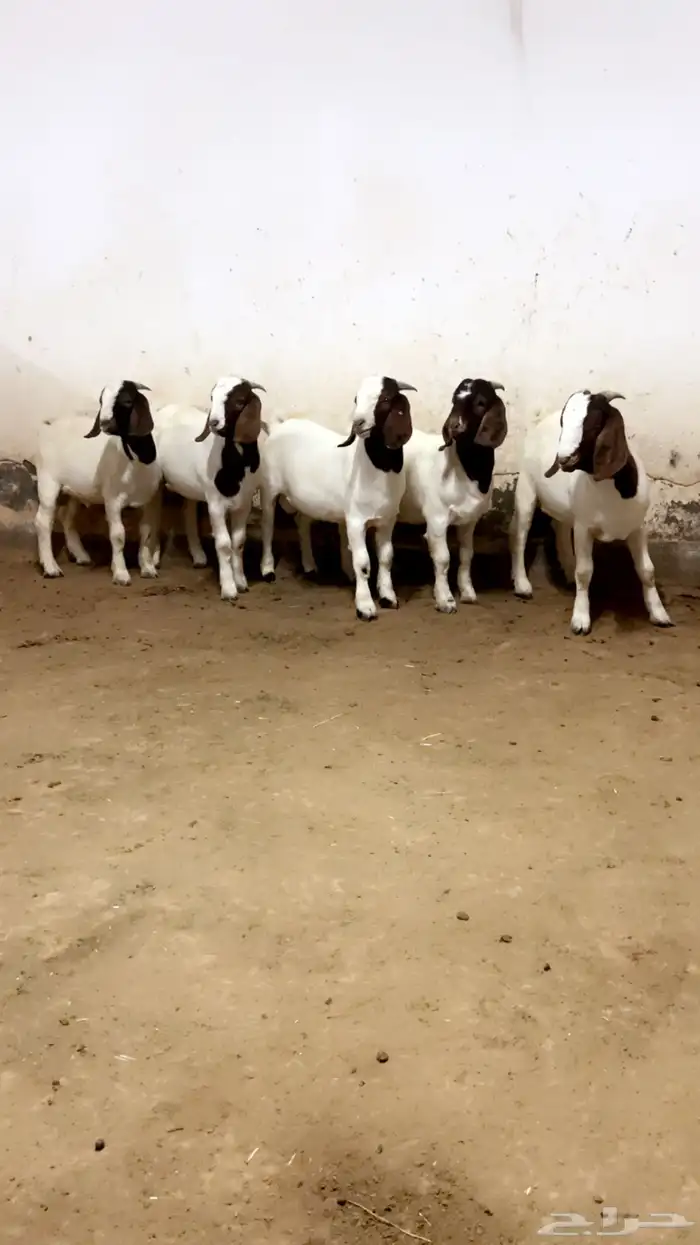 مشاريع فحول بورقوت 3