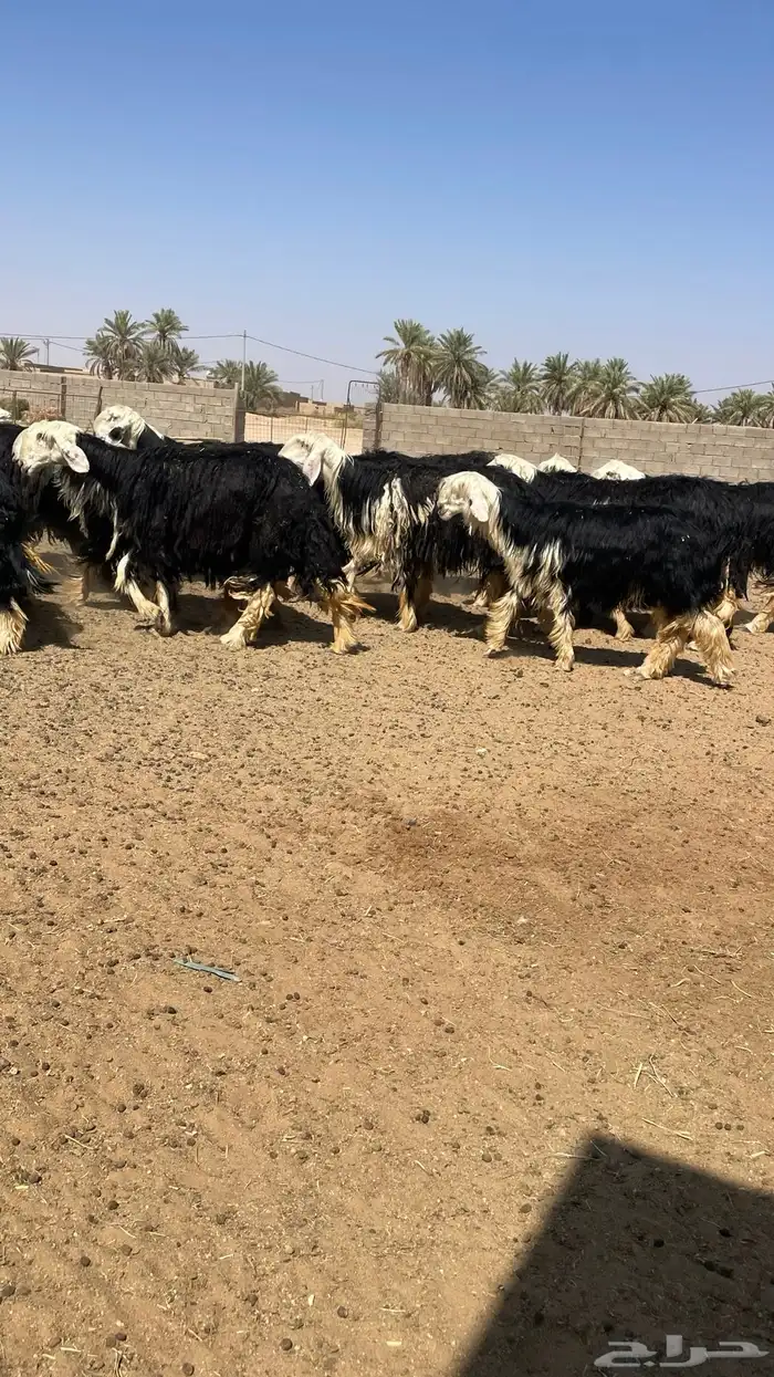 مراح نجد صنف 10