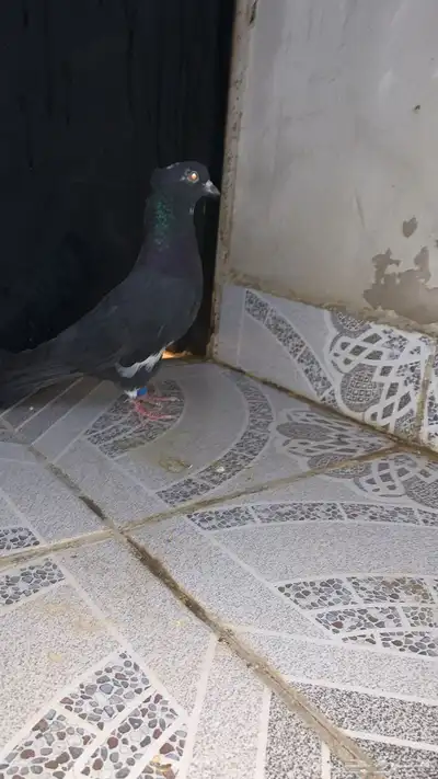 حمام قطيفي index