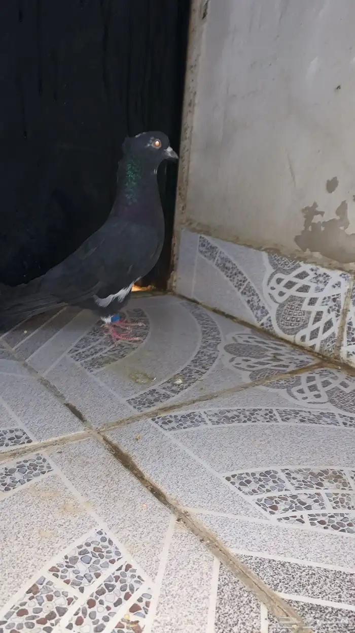 حمام قطيفي 2