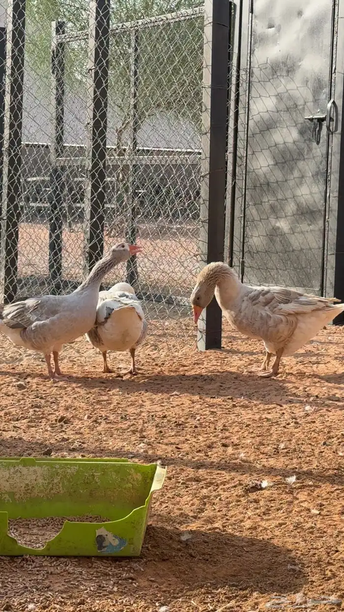 مطلوب وز بلدي 3