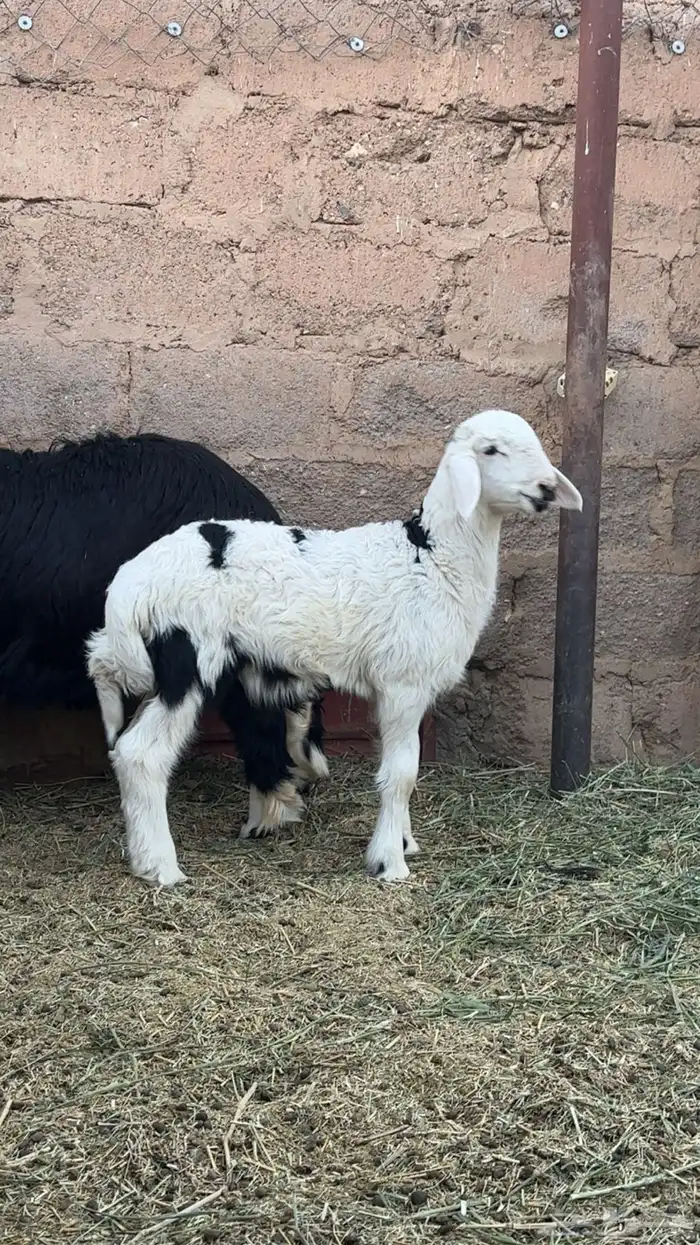 طليان ذبايح للبيع طيبه بالحيل 4