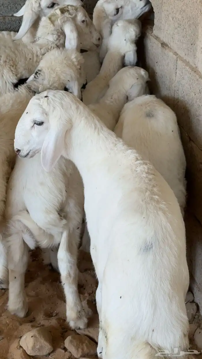 طليان حريات ورخله حري 1