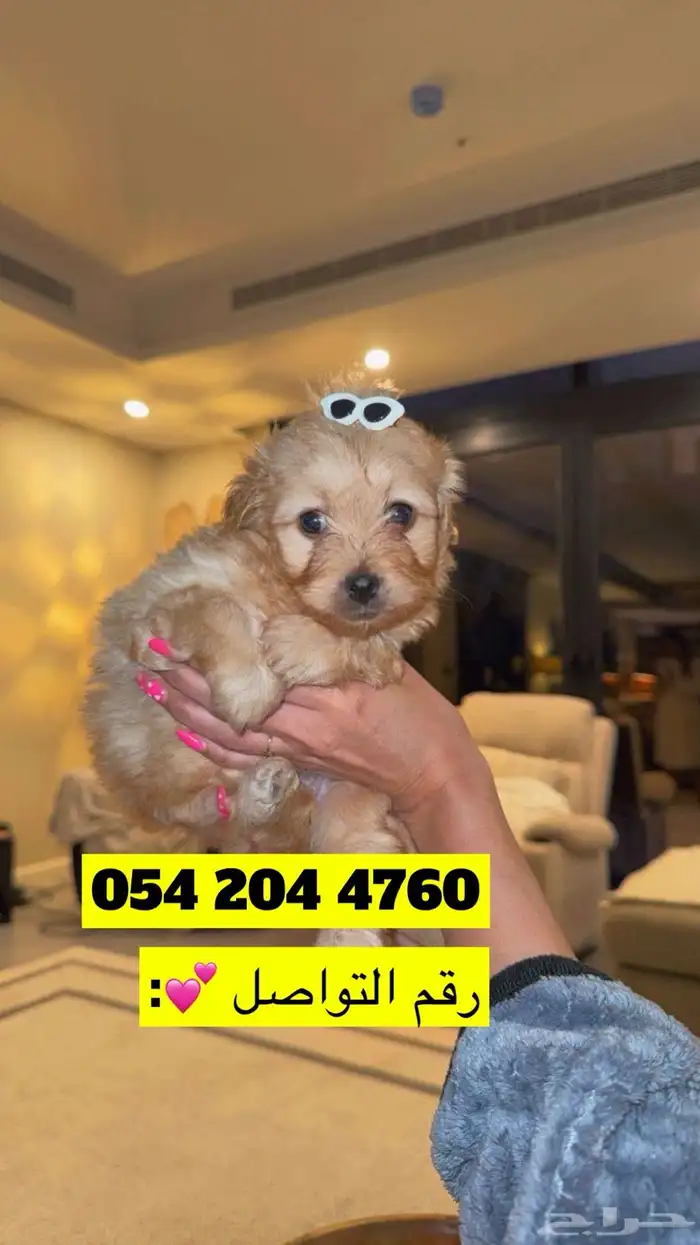 كلبة انثى للبيع 1