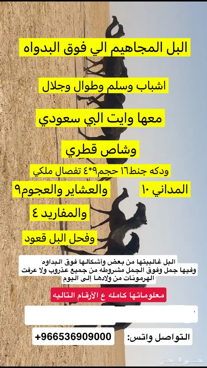 ابل مجاهيم طيبه بمعداتها 0