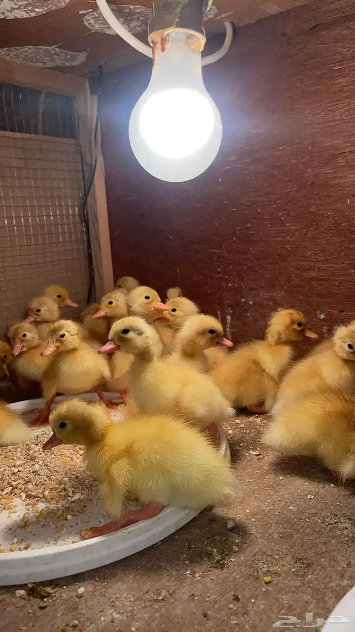 صوص بط بكين 2