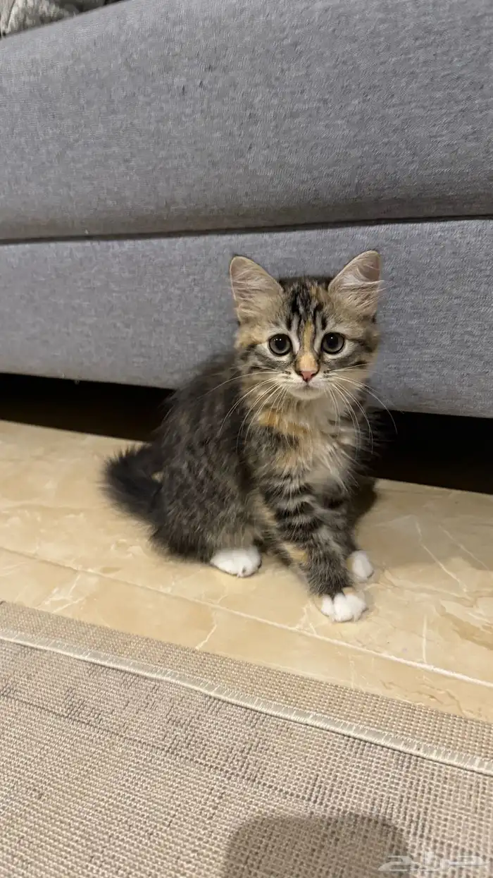 قطة شيرازي للبيع 2