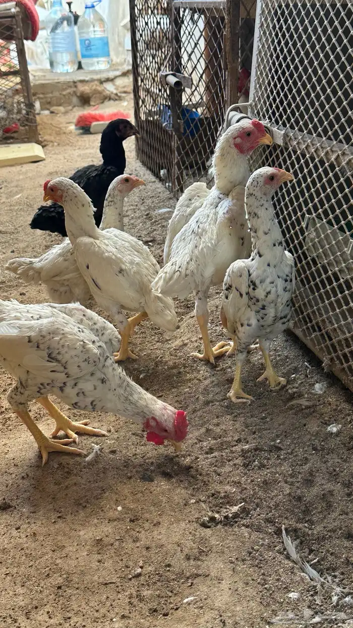 كوشامو القزم 0