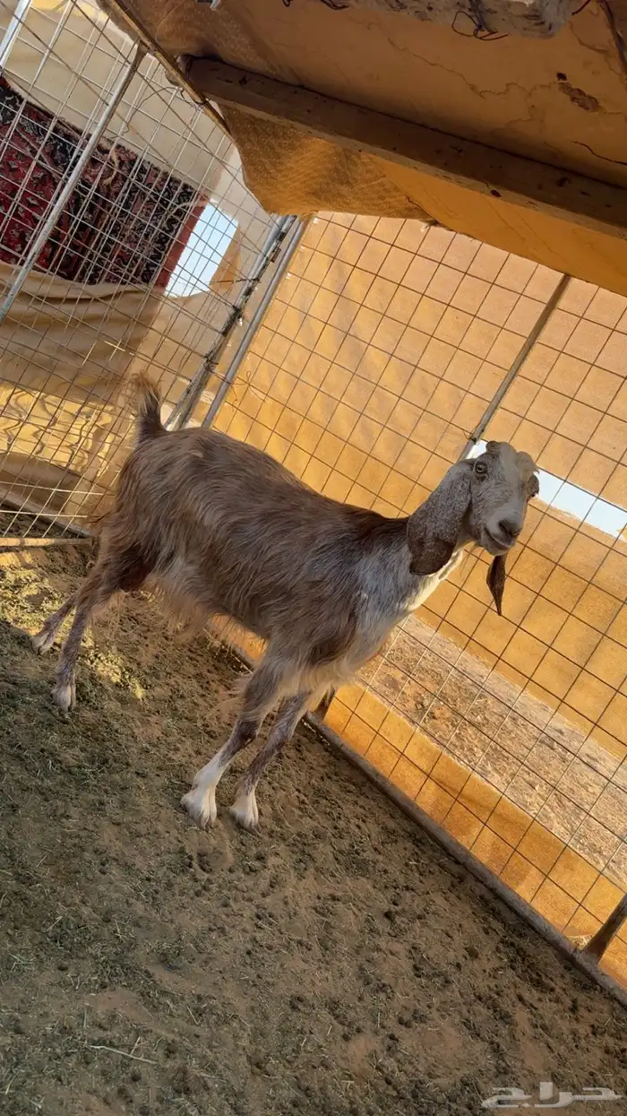 معزا عارضيات 0