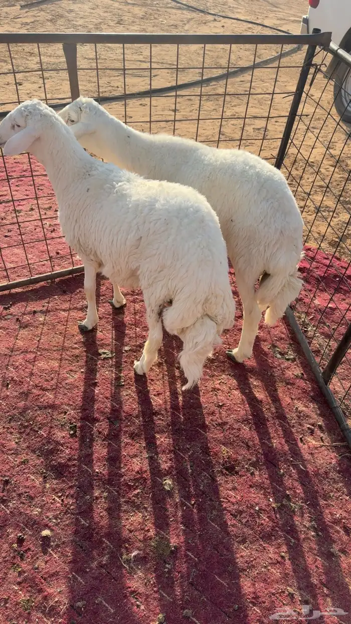 2 طليان حريه 2