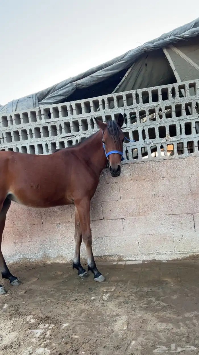 مهره شعبيه شيخه 4