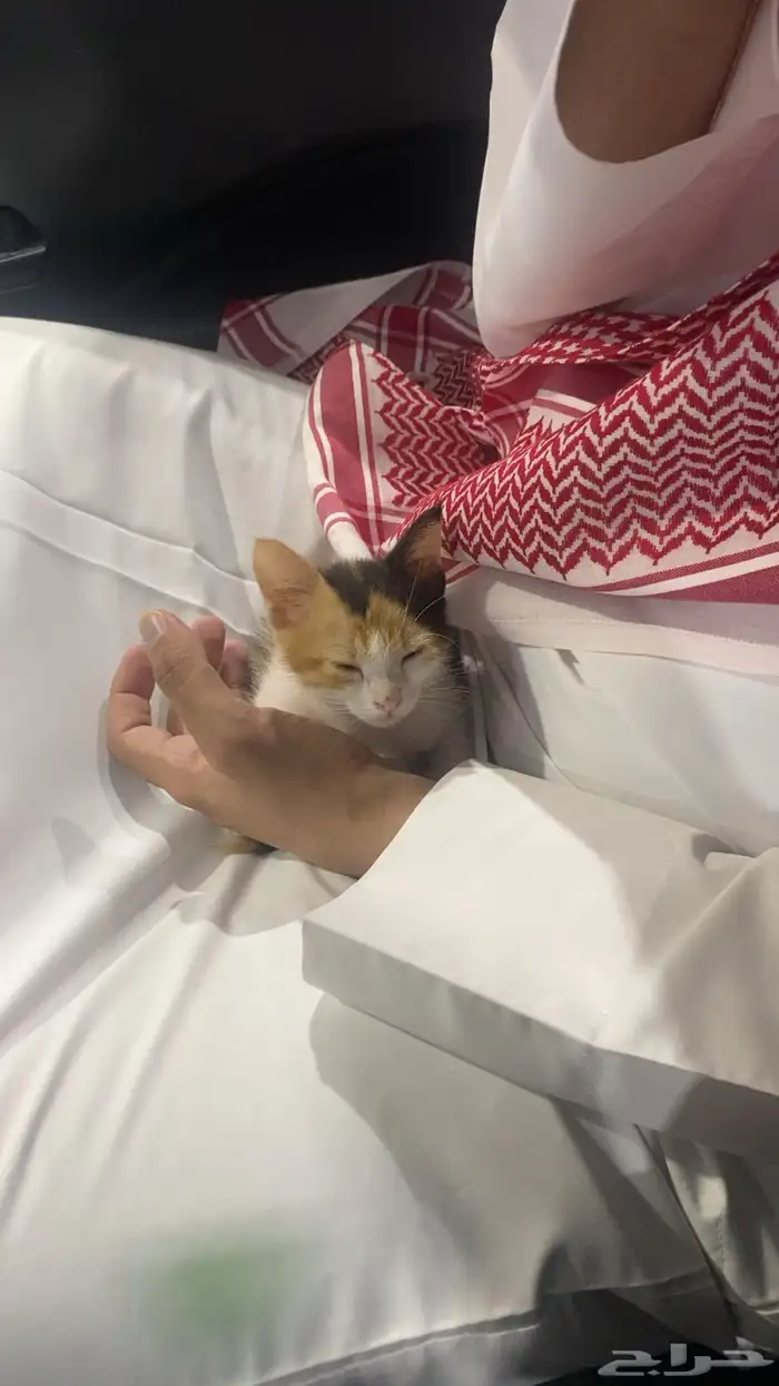 قطة للتبني 0