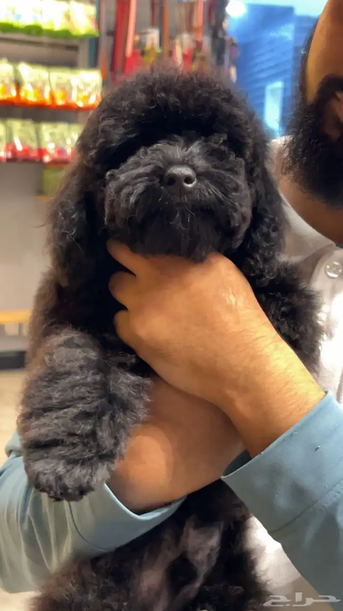 للبيع جرو بيور توي بودل مستوى عالي لون ملكي 5