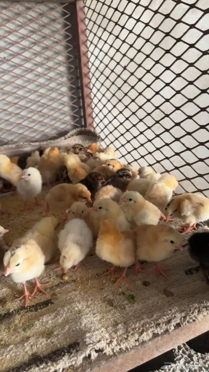 صوص دجاج بلدي تم البيع 3