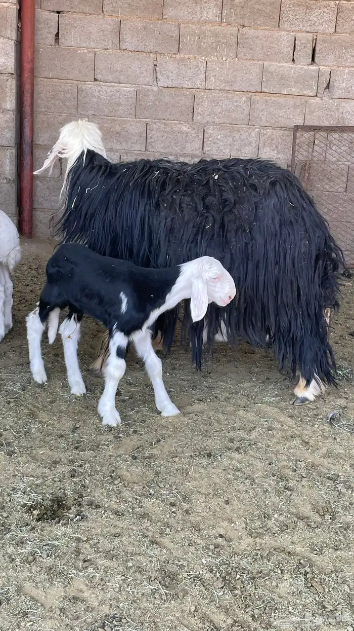 مراح نجد صنف 0