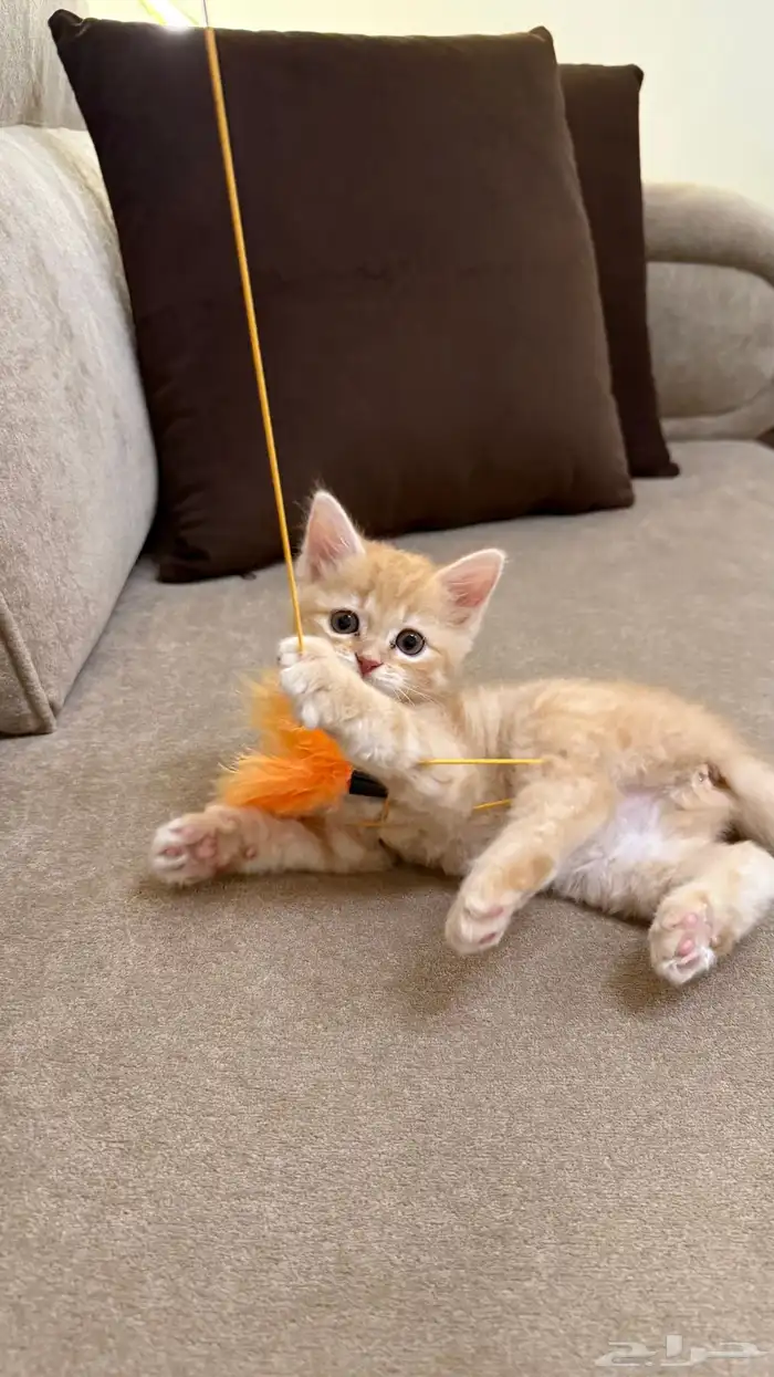 قطة سكوتش انثى للبيع 5