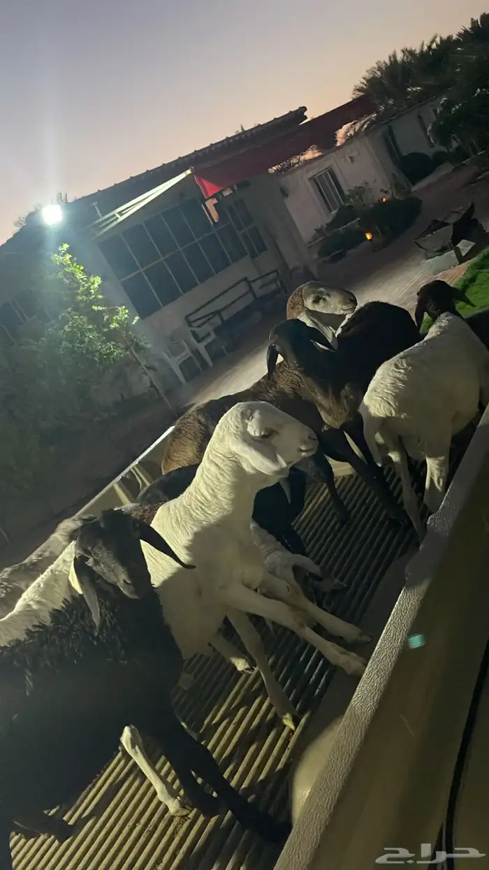 للبيع خرفان تيوس العمر 5شهور لبانيه 3