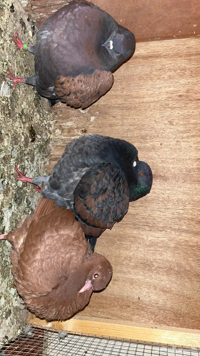 السلام عليكم ورحمة الله وبركاته 1