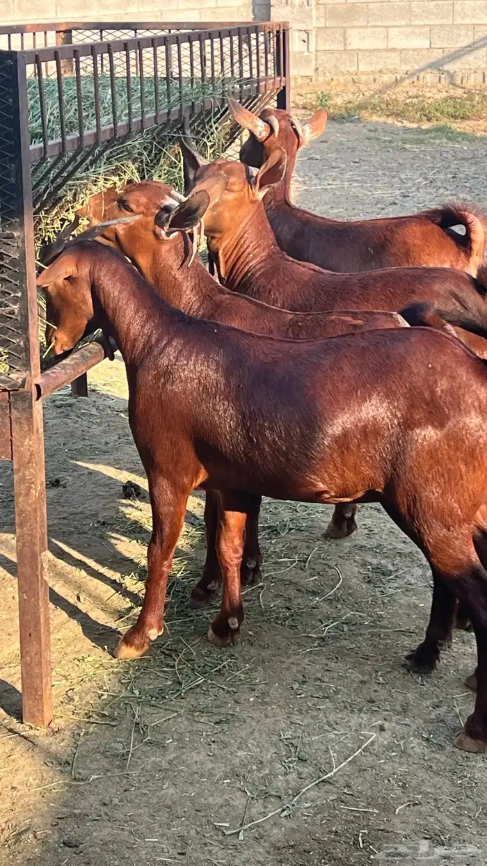 معزا دهم دبس ( تم البيع ) 0