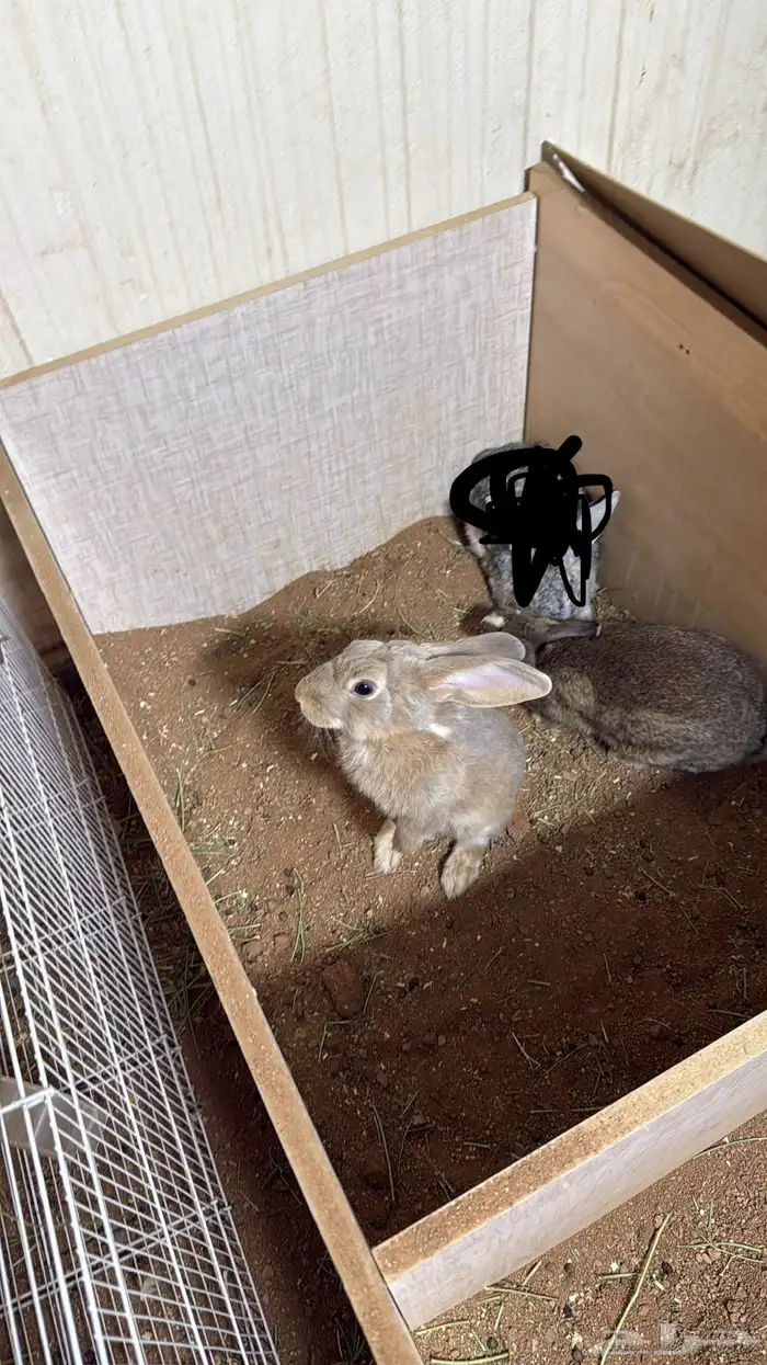 ارانب بلدي ذكور 4