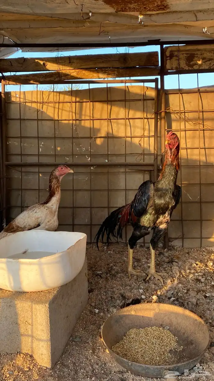 دجاجه وديك شامو 1