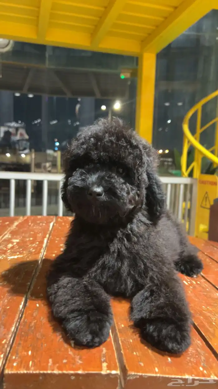 للبيع جرو بيور توي بودل مستوى عالي لون ملكي 15