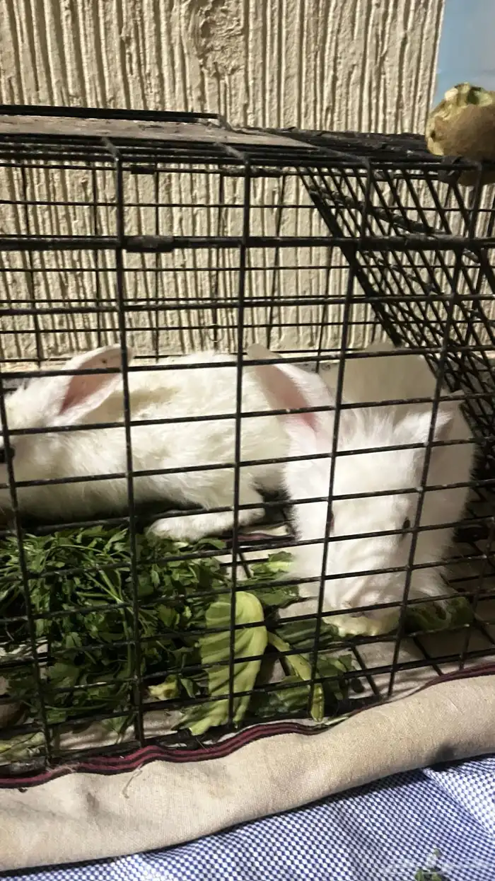 ارانب للبيع 0